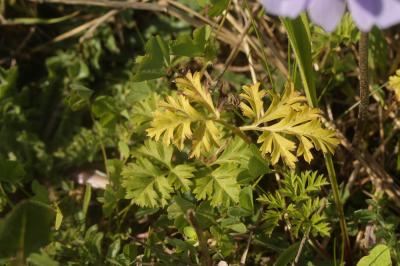Anémone des jardins Anemone hortensis L., 1753