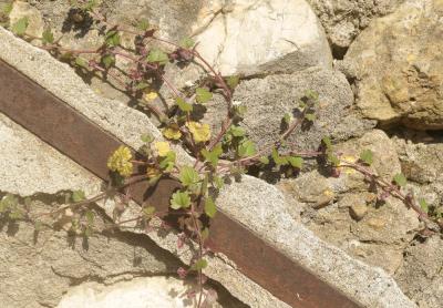 Véronique cymbalaire Veronica cymbalaria Bodard, 1798