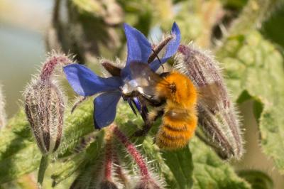 Bourdon des champs Bombus pascuorum (Scopoli, 1763)