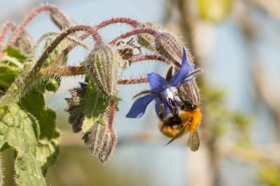 Bourdon des champs Bombus pascuorum (Scopoli, 1763)