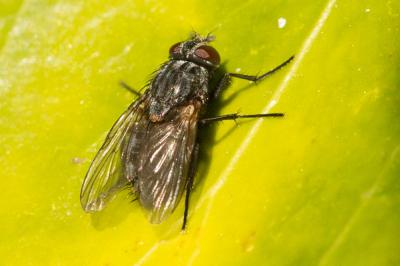  Muscina stabulans (Fallén, 1817)