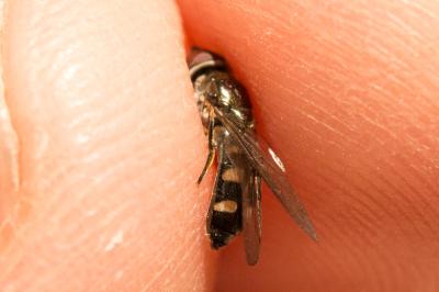 Platycheirus albimanus (Fabricius, 1781)