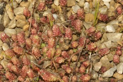 Poivre de muraille, Orpin acre Sedum acre L., 1753