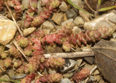Poivre de muraille, Orpin acre Sedum acre L., 1753