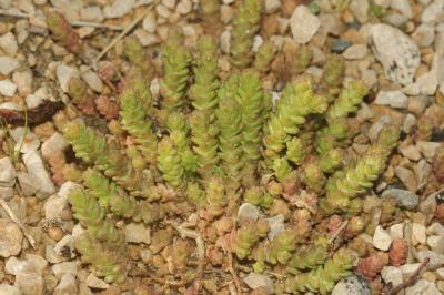 Poivre de muraille, Orpin acre Sedum acre L., 1753