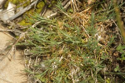 Oeillet saxifrage, Oeillet des rochers Petrorhagia saxifraga (L.) Link, 1829