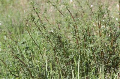 Scrofulaire des chiens Scrophularia canina L., 1753