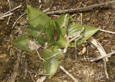 Spiranthe d'automne, Spiranthe spiralée Spiranthes spiralis (L.) Chevall., 1827