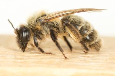  Andrena apicata Smith, 1847