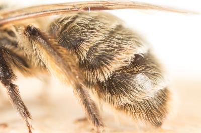  Andrena apicata Smith, 1847