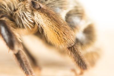  Andrena apicata Smith, 1847