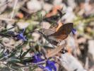 Moro-Sphinx (Le), Sphinx du Caille-Lait (Le) Macroglossum stellatarum (Linnaeus, 1758)