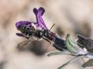  Andrena solenopalpa Benoist, 1945