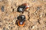 Bourdon des pierres Bombus lapidarius (Linnaeus, 1758)