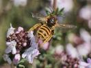  Halictus scabiosae (Rossi, 1790)