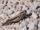 Criquet migrateur, Criquet voyageur, Criquet cendr Locusta migratoria (Linnaeus, 1758)