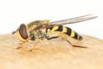  Syrphus vitripennis Meigen, 1822