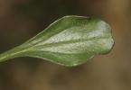 Globulaire commune, Globulaire vulgaire, Globulair Globularia bisnagarica L., 1753