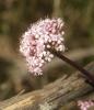 Valériane tubéreuse Valeriana tuberosa L., 1753