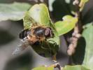 Syrphes Syrphidae Latreille, 1802