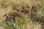 Pulsatille rouge Anemone rubra Lam., 1783