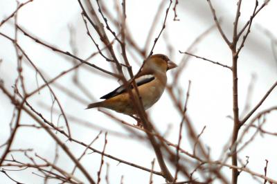 Grosbec casse-noyaux Coccothraustes coccothraustes (Linnaeus, 1758)