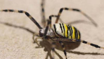 Épeire frelon Argiope bruennichi (Scopoli, 1772)