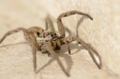 Lycose tarentuline Hogna radiata (Latreille, 1817)