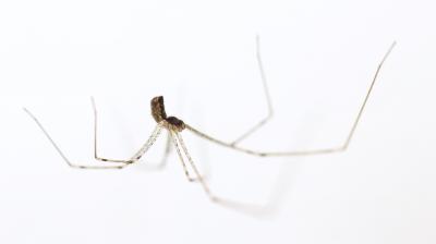 Pholque phalangiste Pholcus phalangioides (Fuesslin, 1775)