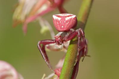Thomise replet Thomisus onustus Walckenaer, 1805