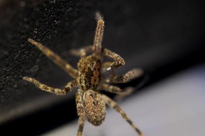 Zoropse à pattes épineuses Zoropsis spinimana (Dufour, 1820)