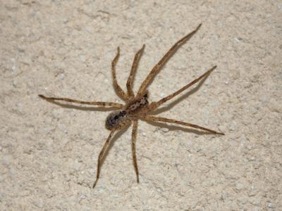 Zoropse à pattes épineuses Zoropsis spinimana (Dufour, 1820)