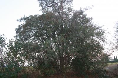 Épine d'Espagne Crataegus azarolus L., 1753
