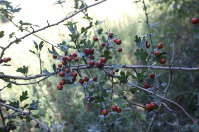 Aubépine à un style, Épine noire, Bois de mai Crataegus monogyna Jacq., 1775