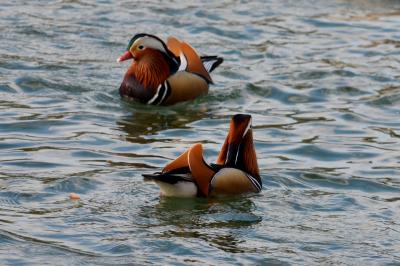 Canard mandarin Aix galericulata (Linnaeus, 1758)