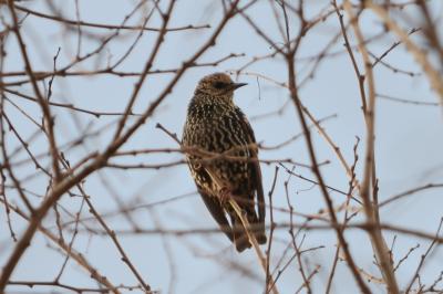Étourneau sansonnet Sturnus vulgaris Linnaeus, 1758