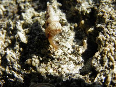 Maillot commun Lauria cylindracea (da Costa, 1778)