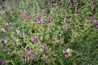 Sariette commune, Grand Basilic Clinopodium vulgare L., 1753