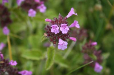 Sariette commune, Grand Basilic Clinopodium vulgare L., 1753