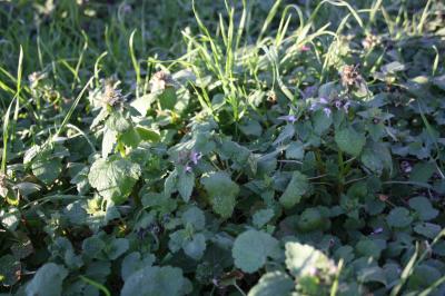 Lamier pourpre, Ortie rouge Lamium purpureum L., 1753