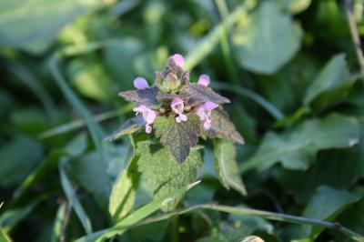 Lamier pourpre, Ortie rouge Lamium purpureum L., 1753