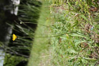 Reichardie Reichardia picroides (L.) Roth, 1787