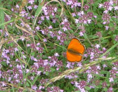 Cuivré de la Verge-d'or (Le), Cuivré satiné (Le),  Lycaena virgaureae (Linnaeus, 1758)