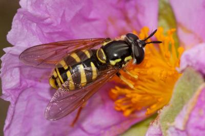  Chrysotoxum vernale Loew, 1841