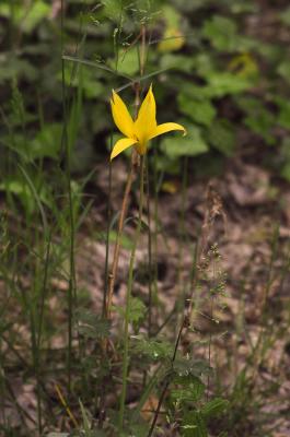 Tulipe de Gaule, Tulipe des bois Tulipa sylvestris L., 1753