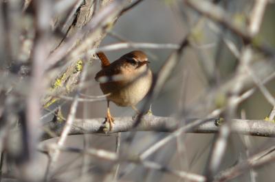 Troglodyte mignon Troglodytes troglodytes (Linnaeus, 1758)