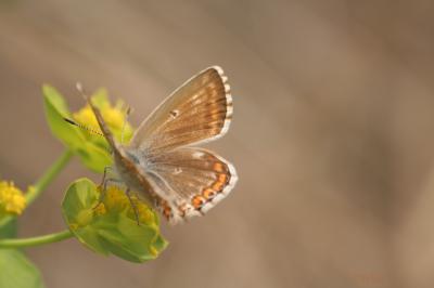 Bleu-nacré d'Espagne (Le) Lysandra hispana (Herrich-Schäffer, 1852)