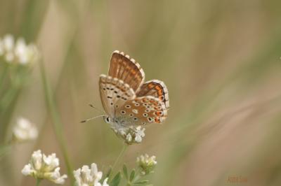 Bleu-nacré d'Espagne (Le) Lysandra hispana (Herrich-Schäffer, 1852)