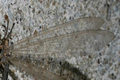  Creoleon lugdunensis (Villers, 1789)