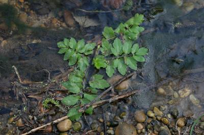 Ache nodiflore Helosciadium nodiflorum (L.) W.D.J.Koch, 1824
